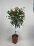 Oleander na pniu różowy kalisz wysyłka