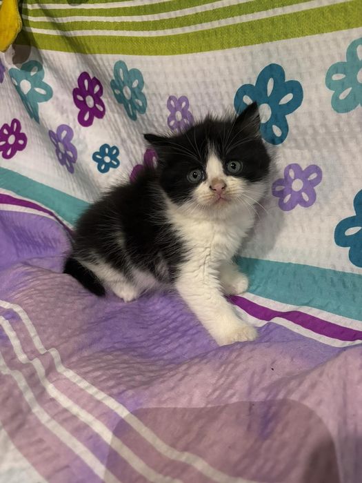 Кошеня в добрі руки