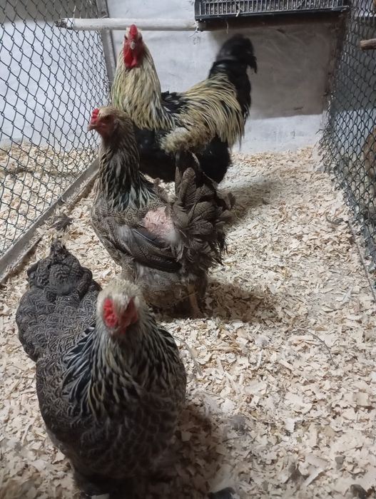 Ovos ferteis de patos e galinhas algumas raças