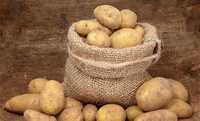 Sadzeniaki ziemniaka - STOKROTKA-przyjmujemy zamówienia-kwalifikat
