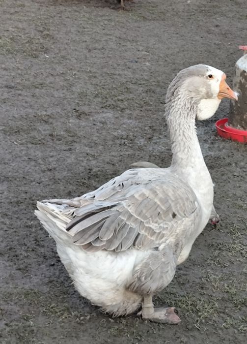 Chołmogory gęsi gęś