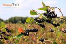 Aronia Owoce BIO
