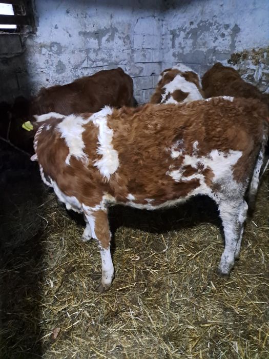 Jałóweczki jałóweczki