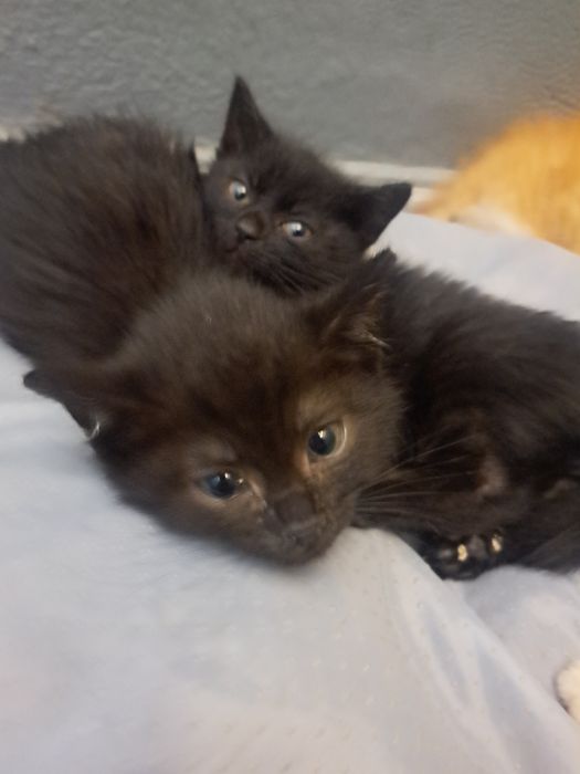 Kotki do adopcji
