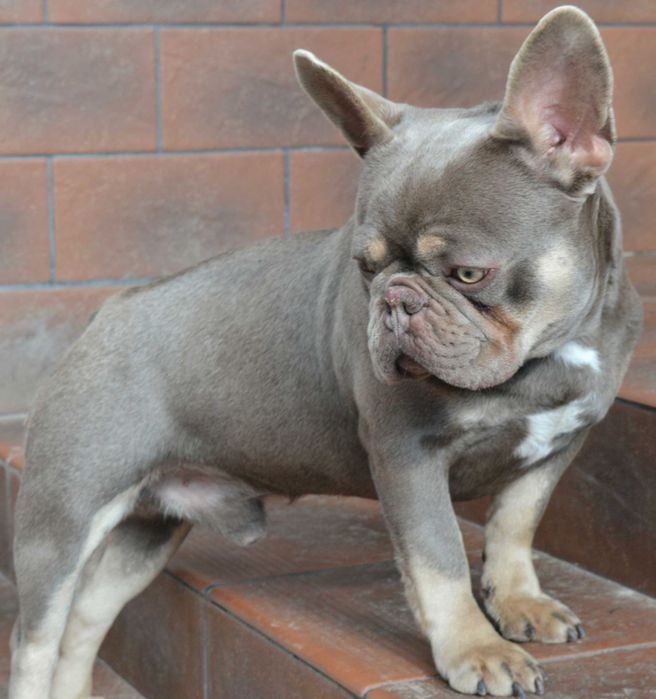 В'язка. Продажа . Французький бульдог Ізабелла тан