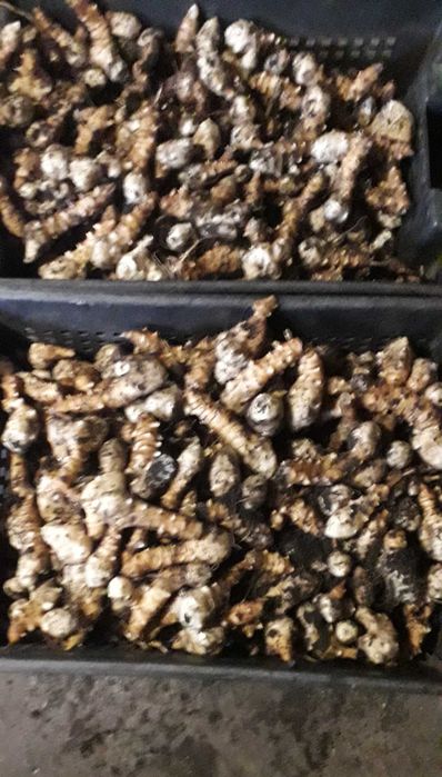 Топинамбур. Земляная груша.