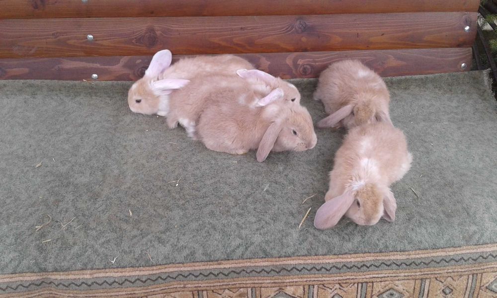 Кролі різних порід