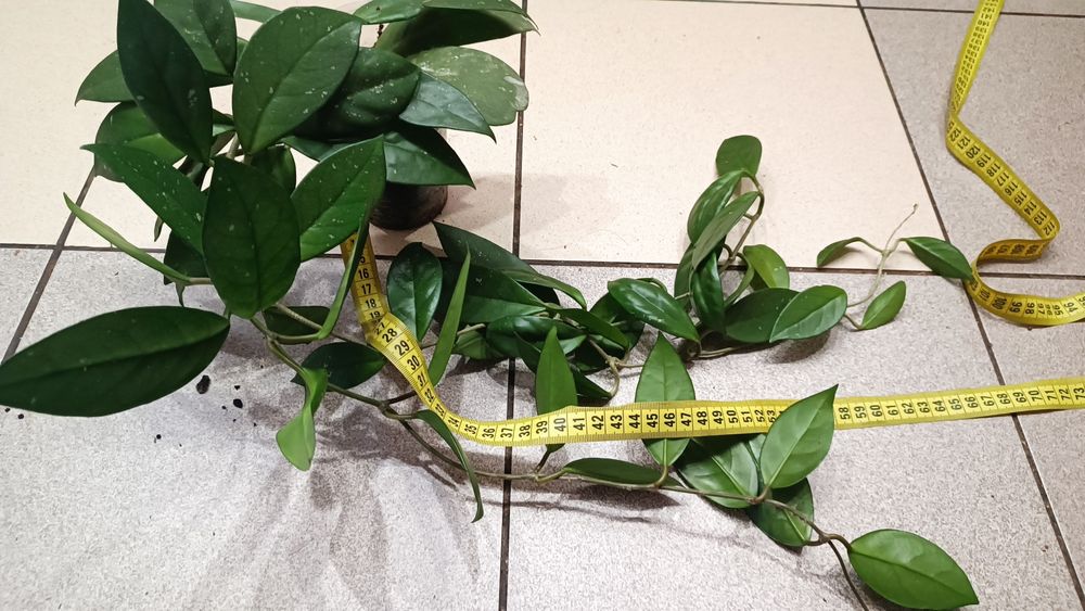 Хойя, хоя, восковой плющ