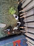 Cavia domowa sprzedam