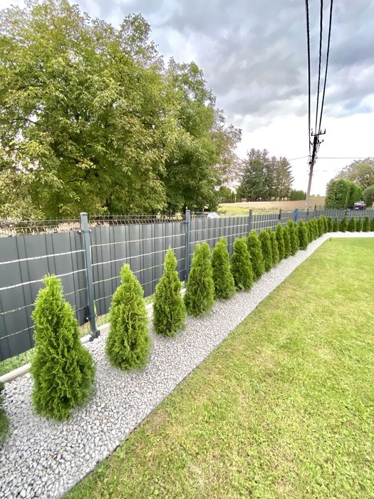 Tuja Szmaragd 120-130  PRODUCENT*DOSTAWA*SADZENIE*GRYS(140/150/160)