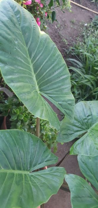 Planta orelhas de elefante