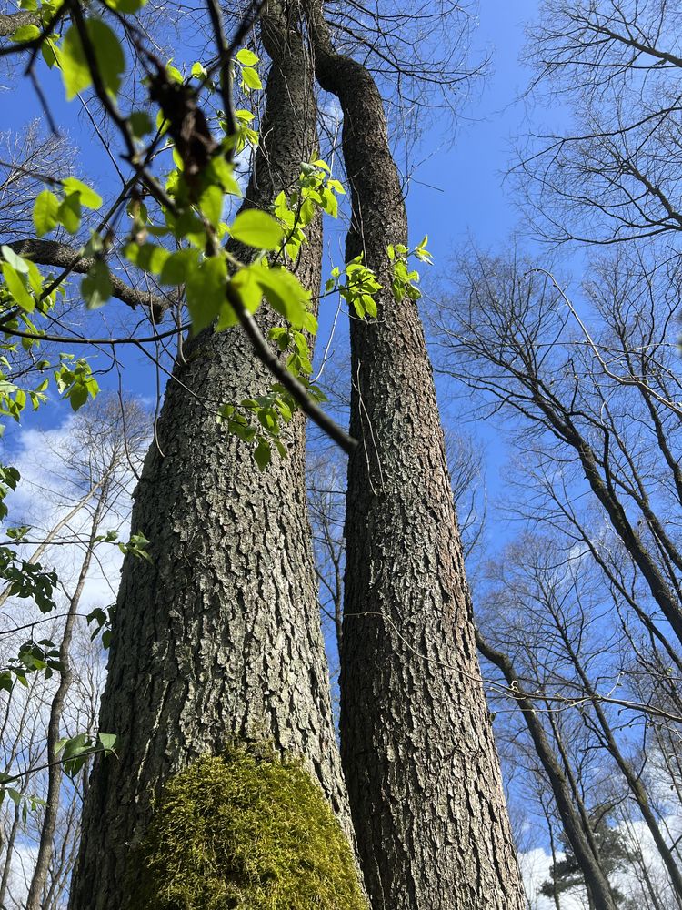 Działka leśna 2,4123 ha Podlasie