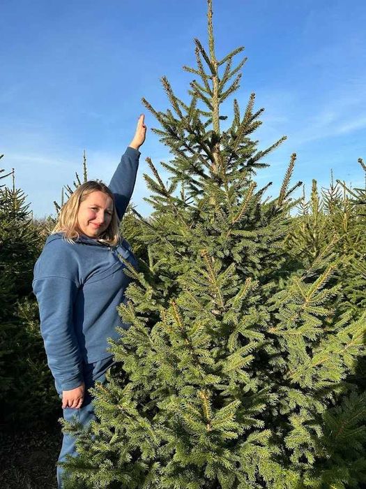 Ялина Європейська в горщику, 180-250 см. Ялинки в горщиках, гурт