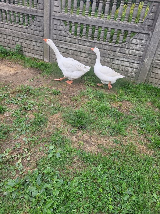 Gęsi,  Kaczki francuskie i bieguski żywe i tuszki