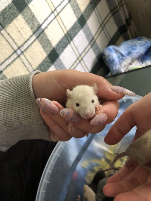 Криски в добрі руки