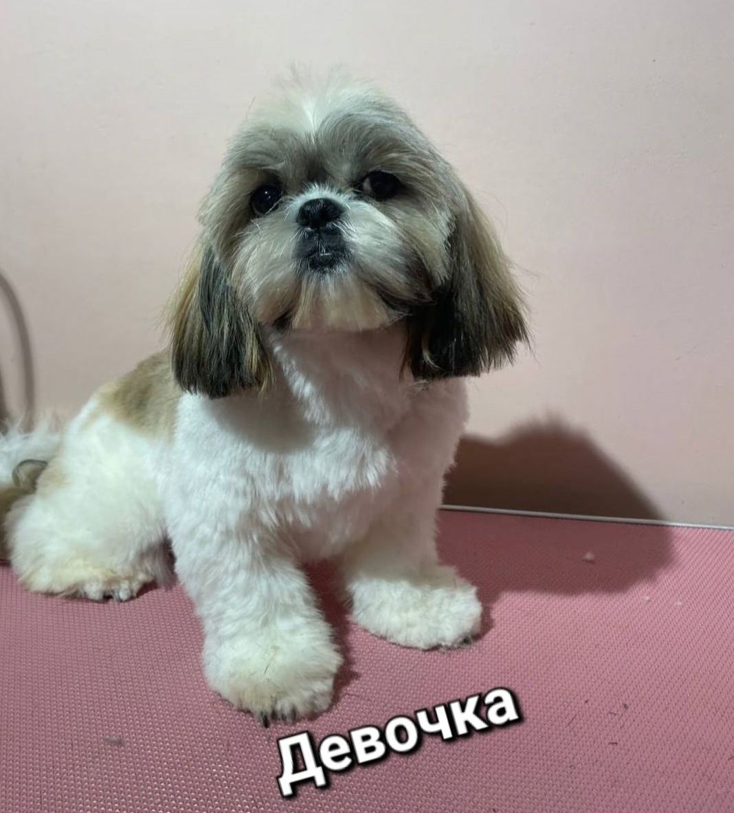 Продам ши-тцу, есть девочка и мальчик