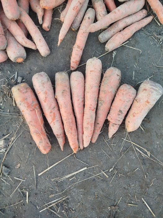 Продам    моркву