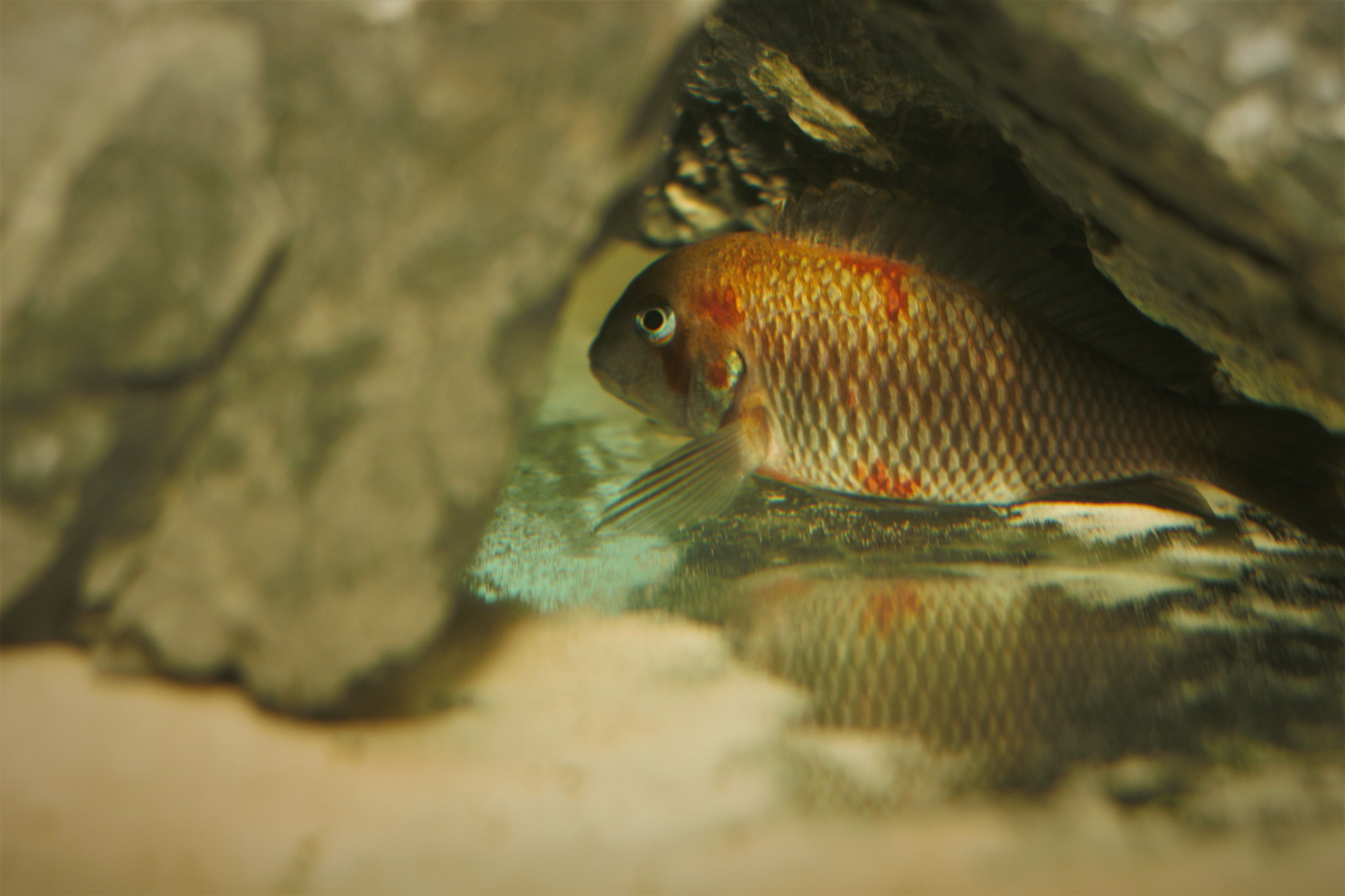 Tropheus Caramba F1 Tanganika