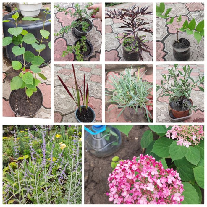 Котовник , шалфей ,, перовски,,акебия лапчатка , флокс глициния розы