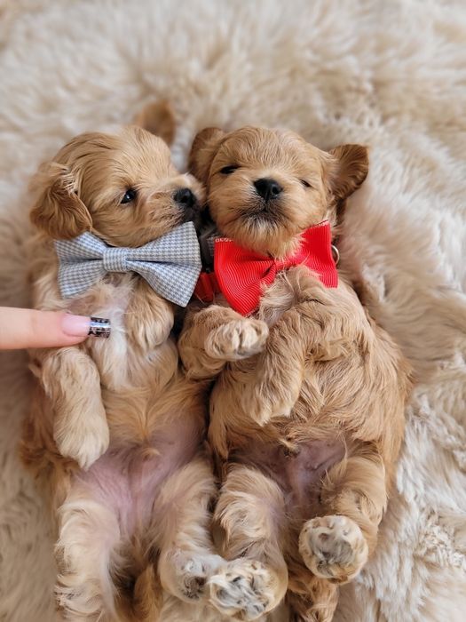 Uroczy MINI szczeniak maltipoo maltanczyk pudel toy