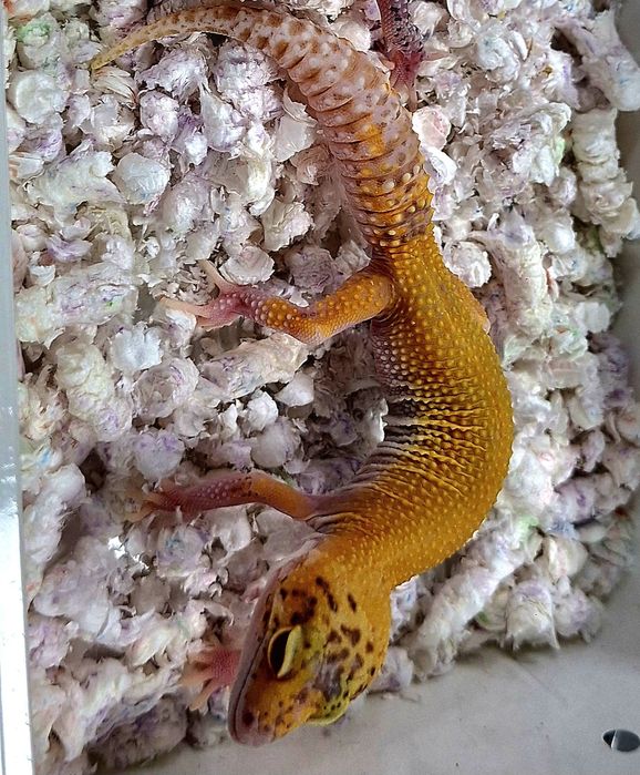 Gekony lamparcie samce