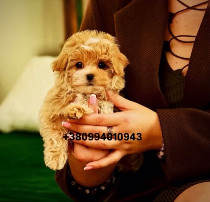 SUPER VIP цуценя хлопчик красунчик мальтіпу ф1. Мальтіпу. Мальтипу.