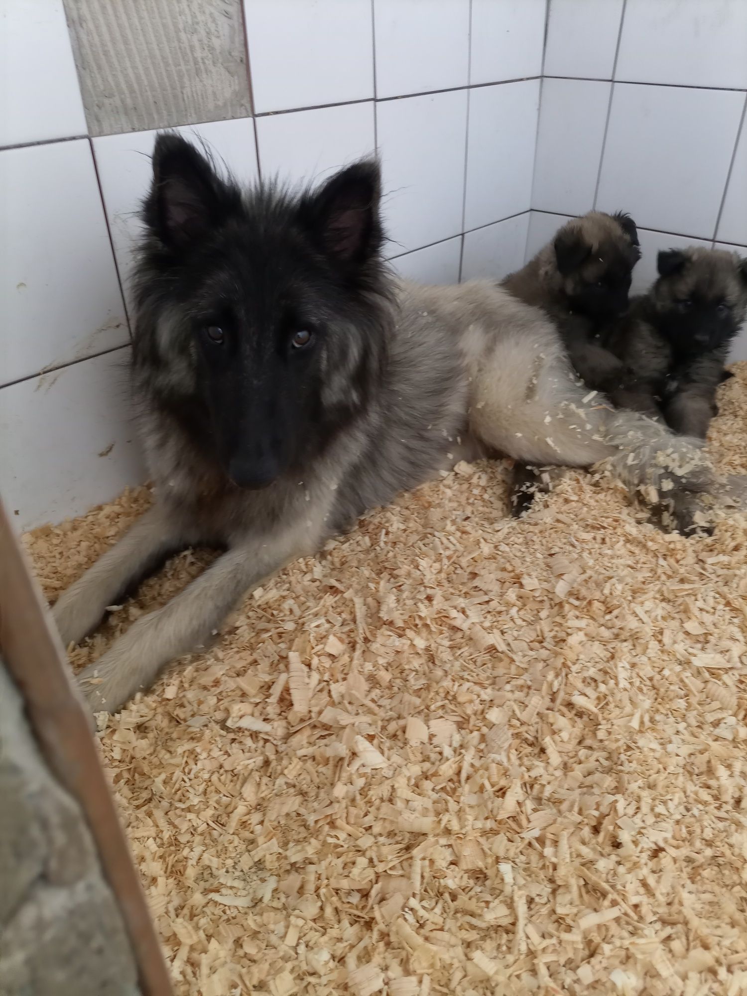 Pastor belga  tervueren/Groenendael