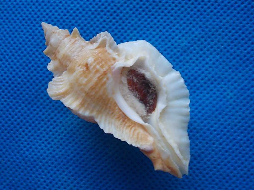 Muszle morskie- Pterochelus triformis