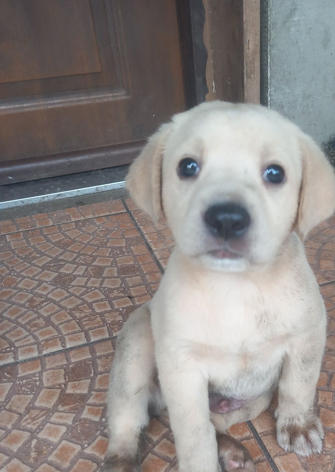 Labrador szczeniak