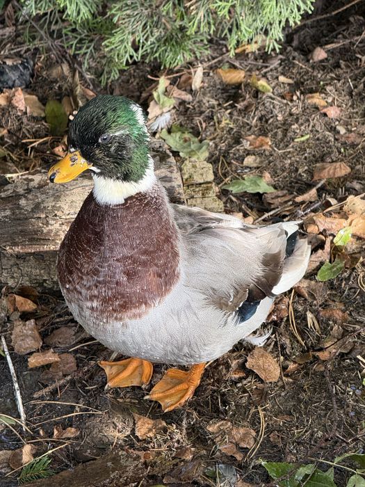 Callduck kaczka miniaturowa kaczorek
