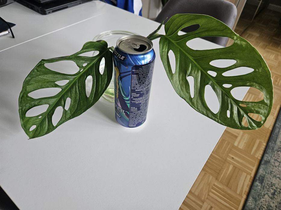 Monstera Adansonii XL