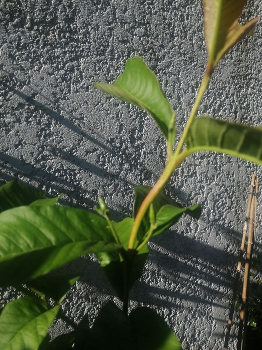 Planta da goiaba de vários tamanhos e valores