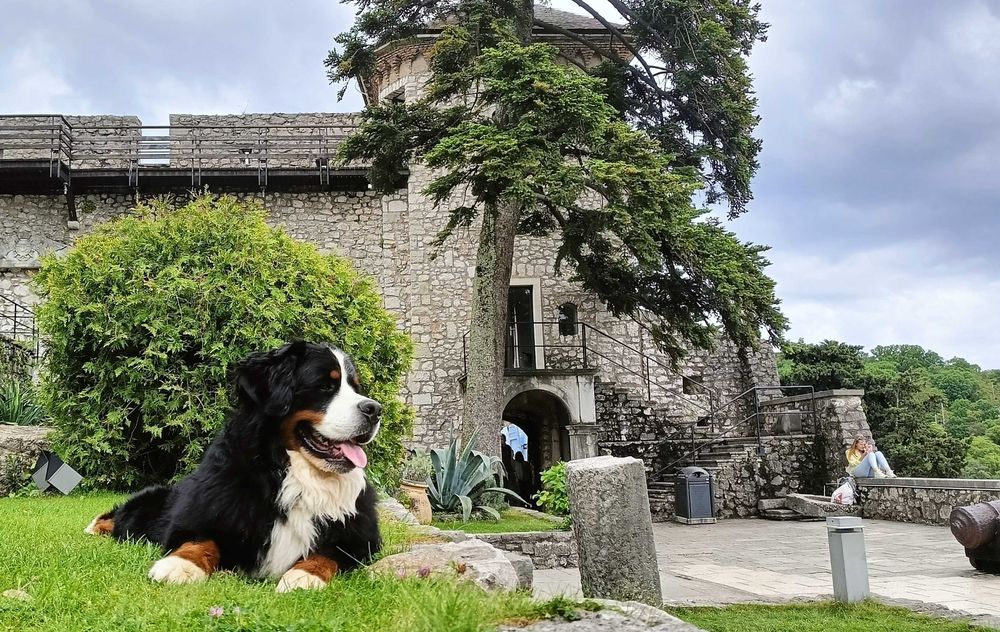 Berneński Pies Pasterski ZKwP/FCI