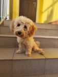 Ostatni Piesek Szczeniak Maltipoo F1b gotowy do odbioru * zachipowany
