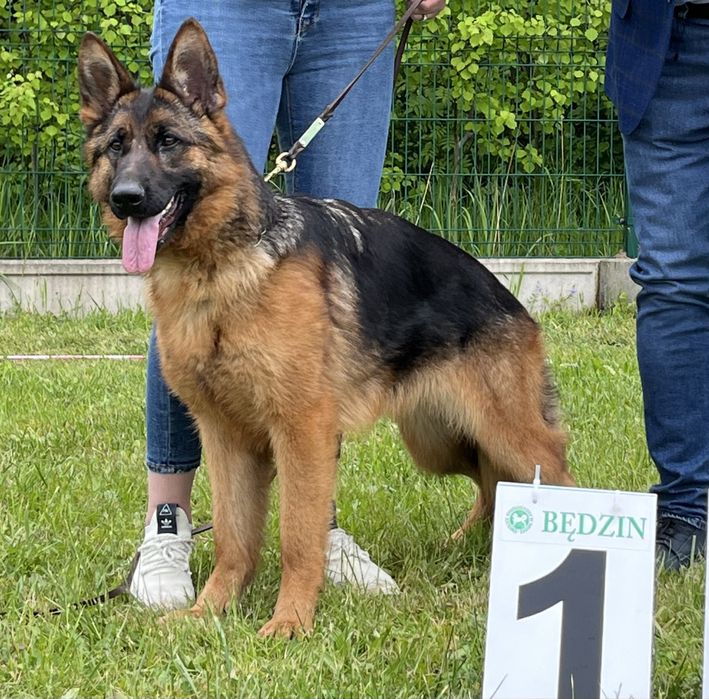 Owczarek Niemiecki - Suka FCI na sprzedaż