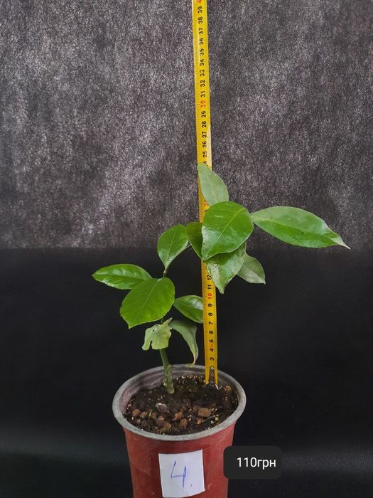 Лимони кімнатні !