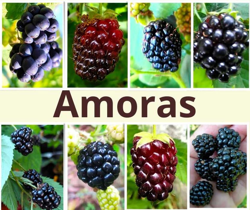Amoras - Rubus Fruticosus
