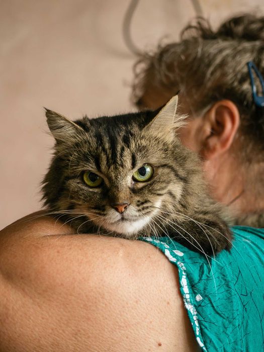 Марфуша - пушистая кошка ищет дом, 5 лет, стерилизована