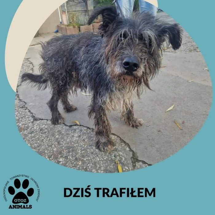 Znaleziono pieska KŁODAWA (gm. Trąbki Wielkie)