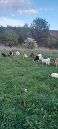 Вівці та кози також баран