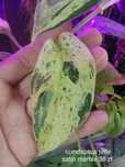 Scindapsus jade satin marble