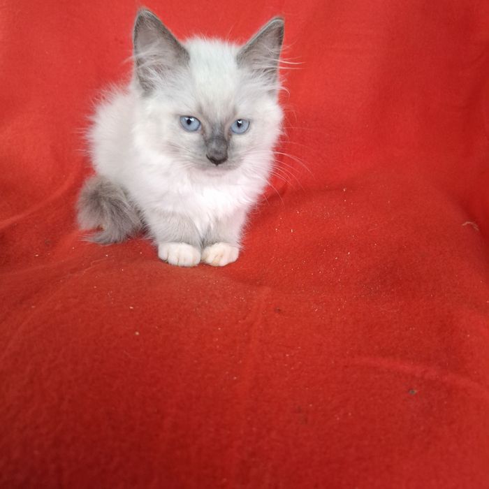 Ragdoll kocurek rodowód + wyprawka