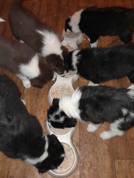 Szczeniak border collie