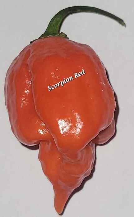 Sementes Pimentas para Troca