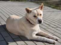 Suczka Barda w typie Akity do adopcji!