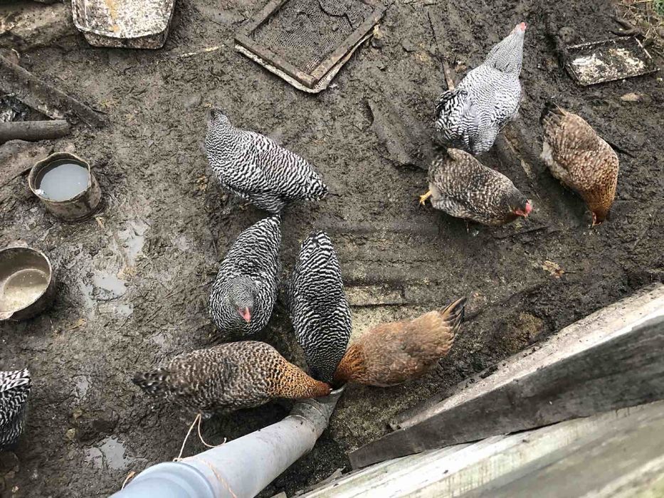 Домашні кури Білефельдер