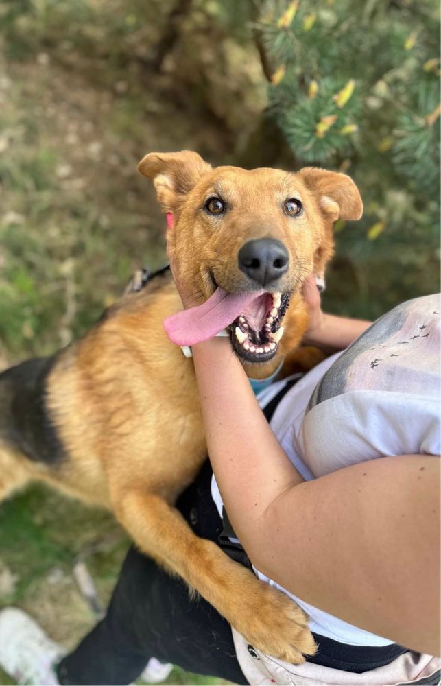 Vigo, troszkę lessie troszkę kundelek - pies do adopcji