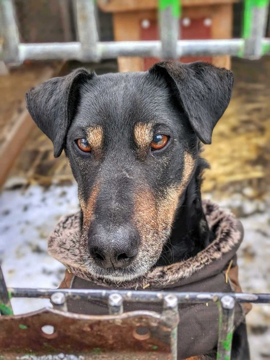 Tymon - psiak w typie teriera szuka domu