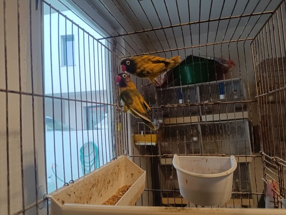 Personatas para venda