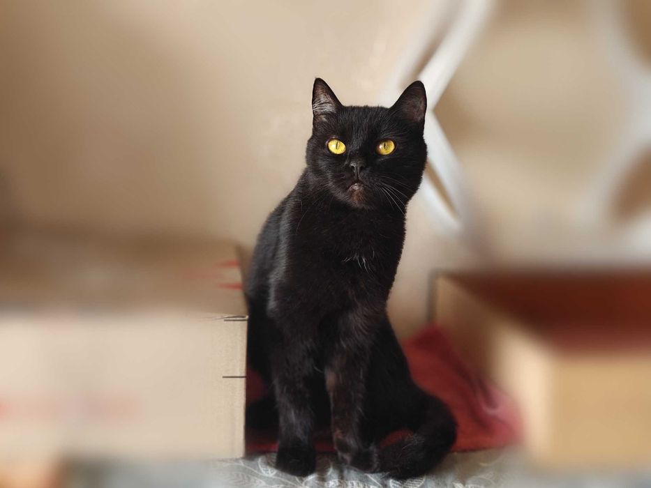 Найлагідніша кицюня Клеопатра дуже сумує без своєї людини